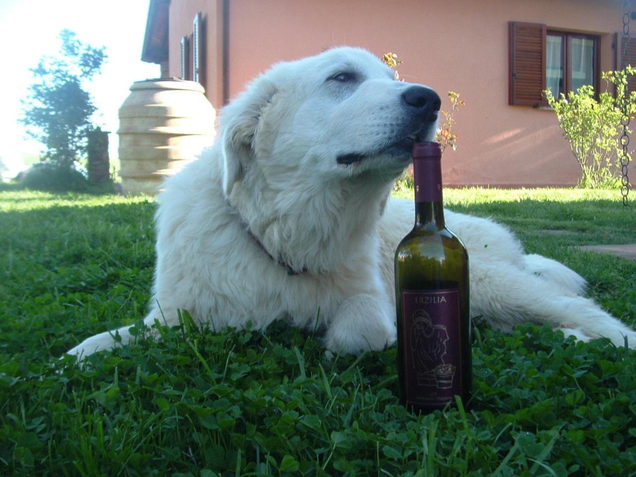 Agriturismo Pian Dei Pini モンティアーノ エクステリア 写真